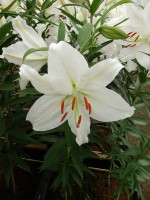 [5280 Crystal Blanca No01.JPG]